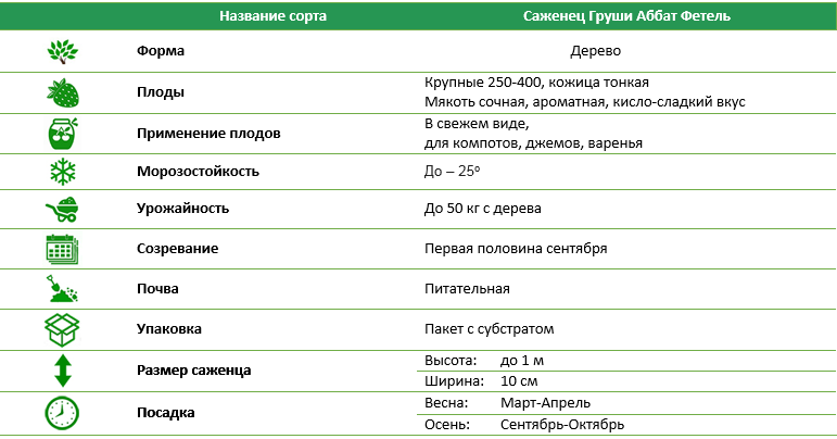 Груша Абат Фетель