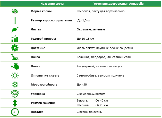 Гортензія деревоподібна Anabelle