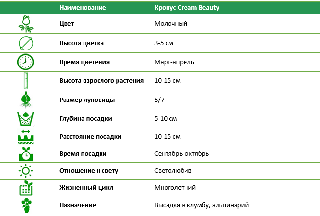Крокус Cream Beauty