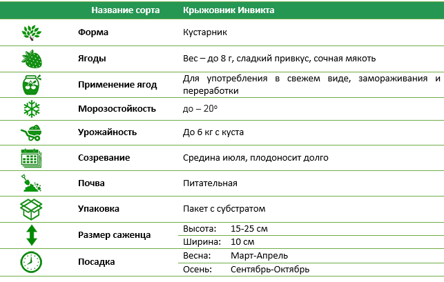 Крыжовник зеленый среднеспелый Инвикта