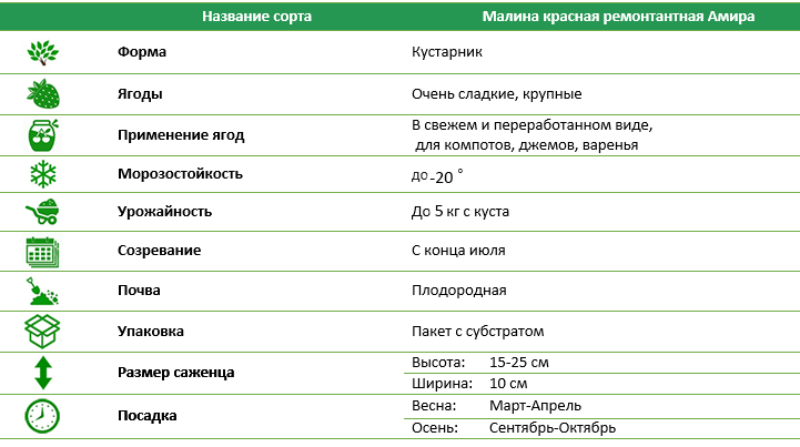 Малина красная ремонтантная Амира