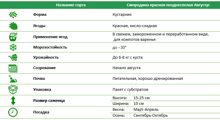 Смородина красная позднеспелая Августус