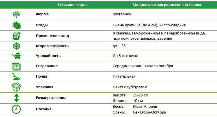 Малина красная раннеспелая Ляшка