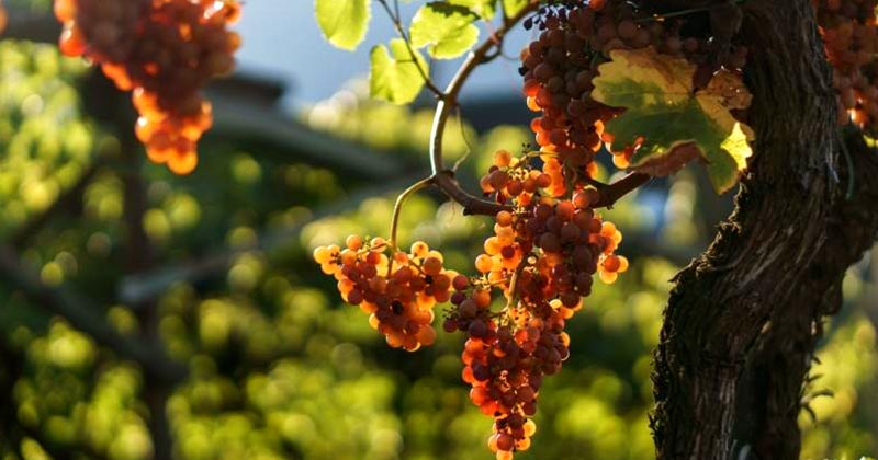 Як підготувати виноград до зими