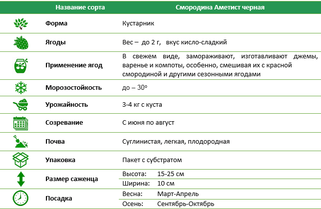 Смородина Аметист черная