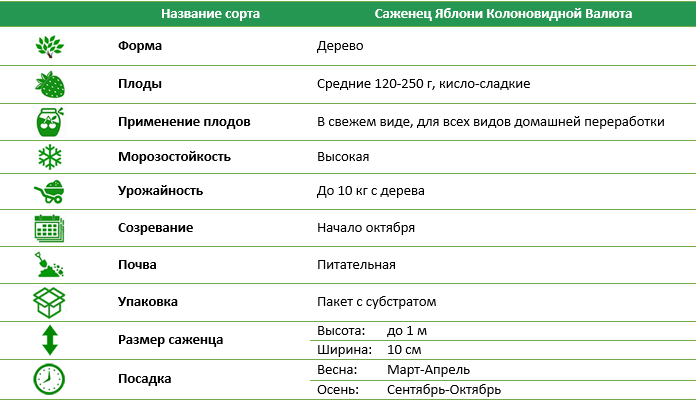 Яблоня колоновидная Валюта