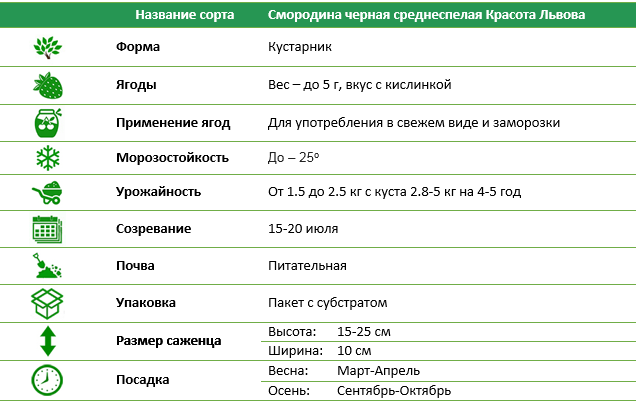 Смородина черная среднепоздняя Красота Львова