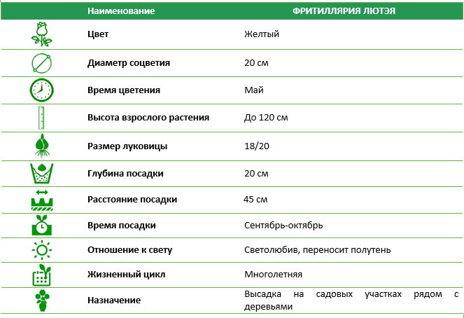 Фритиллярия Лутэя