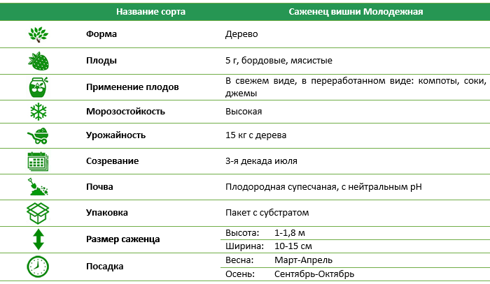 Вишня Молодежная