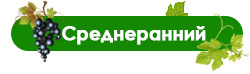 На что обращать внимание при выборе сортов винограда