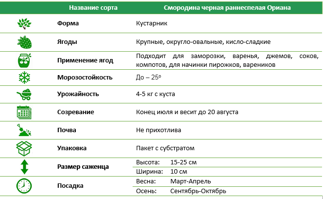 Смородина черная раннеспелая Ориана