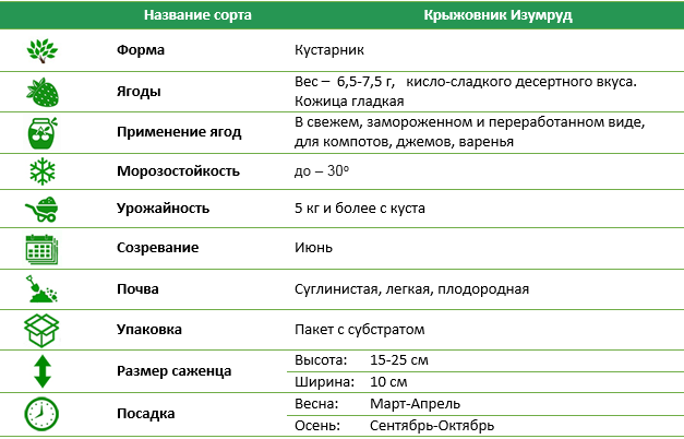 Крыжовник Изумруд