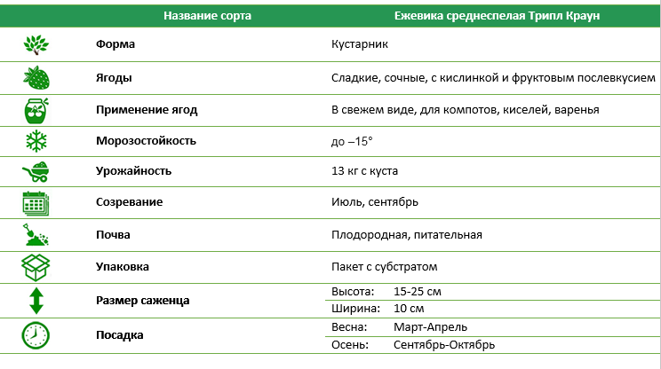 Ежевика среднеспелая Тріпл Краун