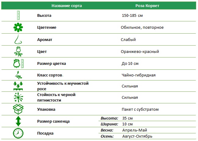 Корвет.jpg