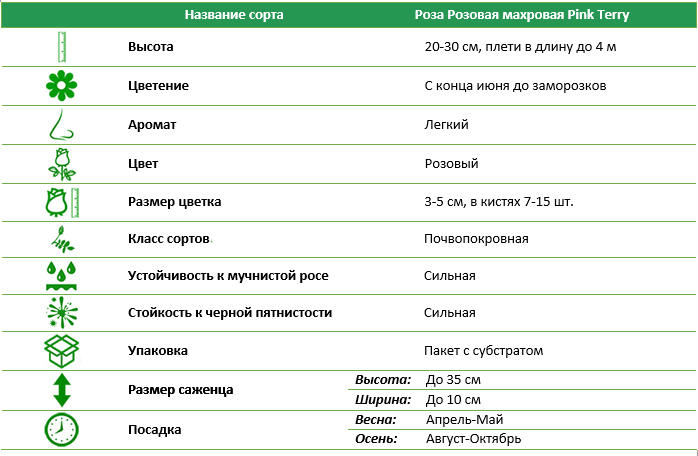 Роза почвопокровная Розовая махровая (Pink Terry)