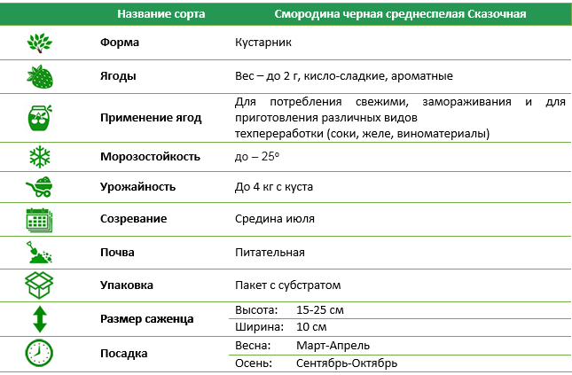 Смородина черная среднеспелая Казкова