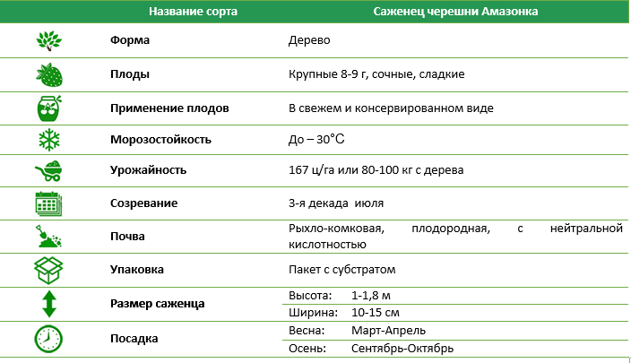 Черешня Амазонка