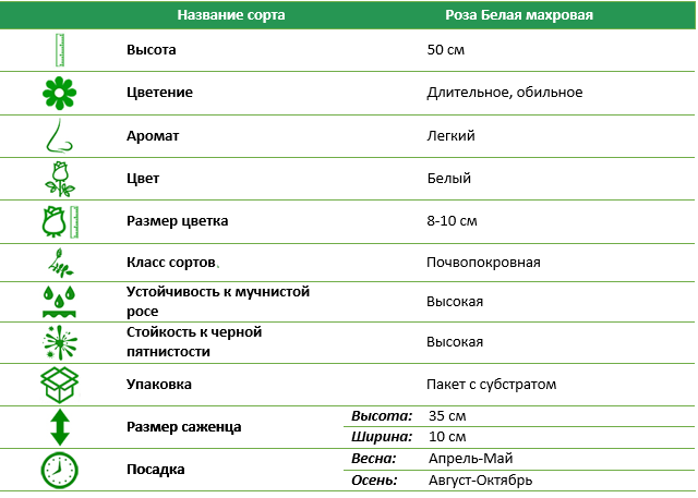 Роза почвопокровная Белая махровая (White Terry)