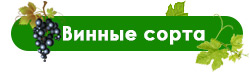 На что обращать внимание при выборе сортов винограда