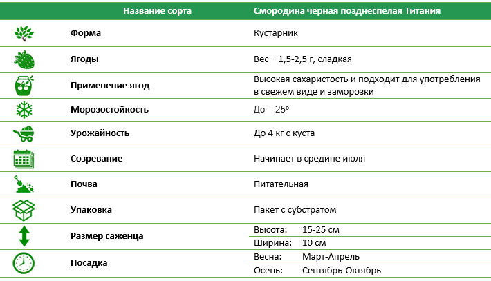 Смородина черная позднеспелая Титания