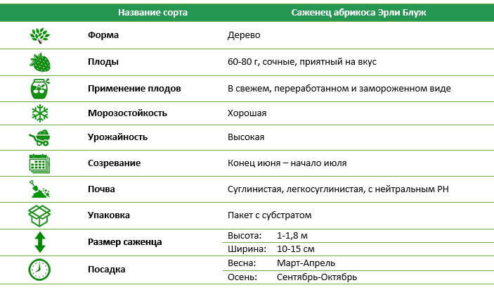 Абрикос Ерлі Блуж