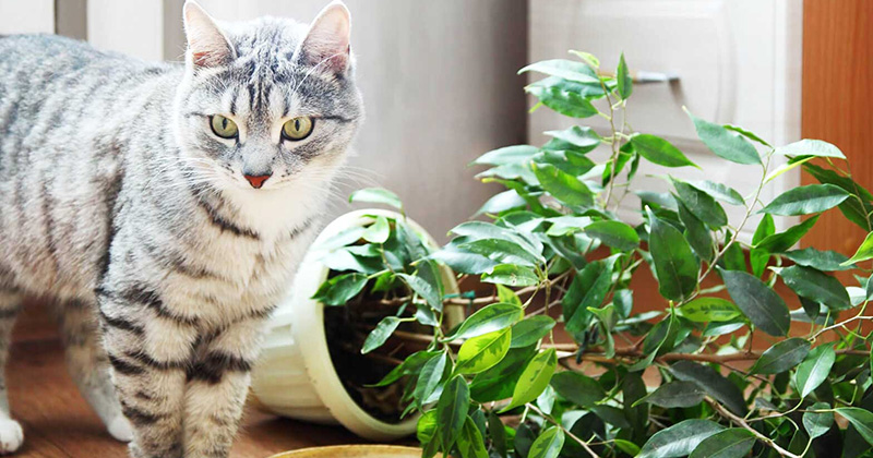 Що потрібно для кота