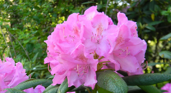 rododendron_dogliad.jpg