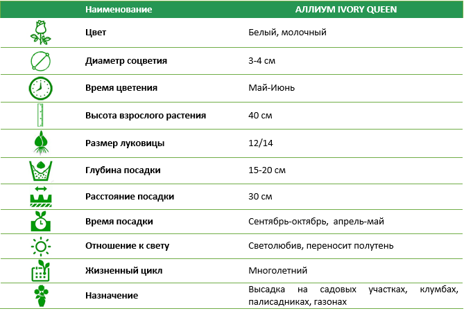 Аллиум Ivory Queen