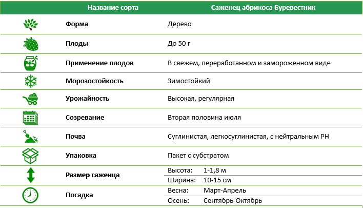 Абрикос Буревесник