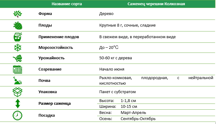 Черешня Колгоспна