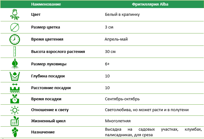 Фритиллярия Alba (5 шт)