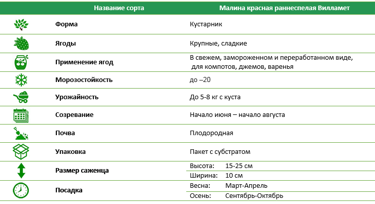 Малина красная раннеспелая Вилламет