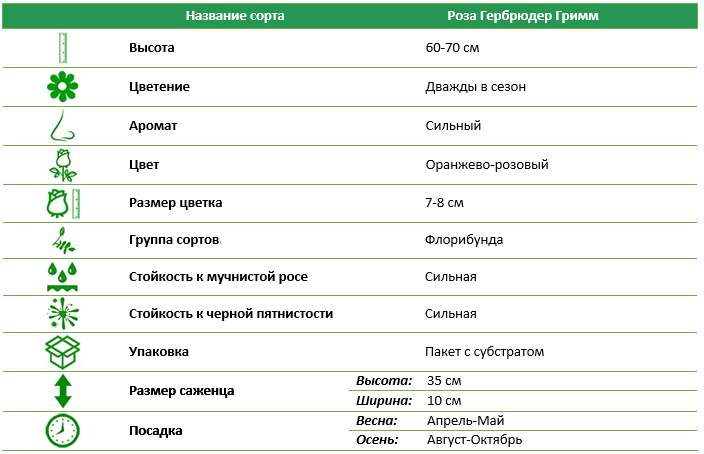 Роза Кордес Гербрюдер Гримм (Gebruder Grimm)