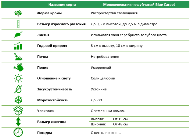 Можжевельник чешуйчатый Blue Carpet (СЗ)