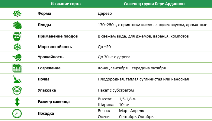 Груша Бере Арданпон