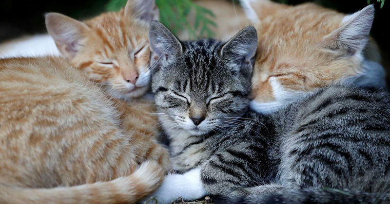 Що потрібно для кота