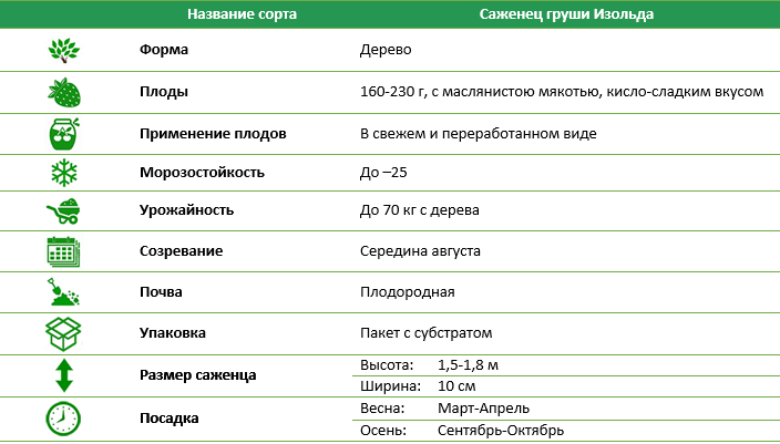 Груша Ізольда