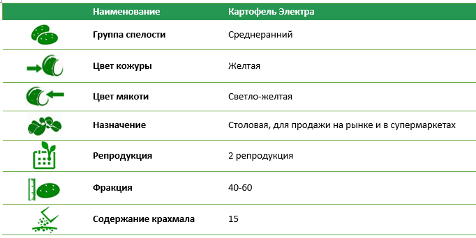 Семенной картофель Электра 2 репродукция фракция 40-60 1 кг