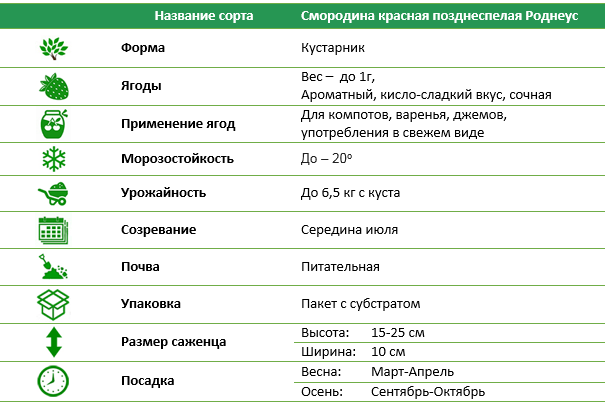 Порічка Роднеус пізньостигла червона