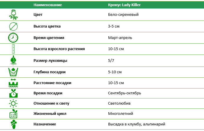 Крокус Lady Killer (5 шт)