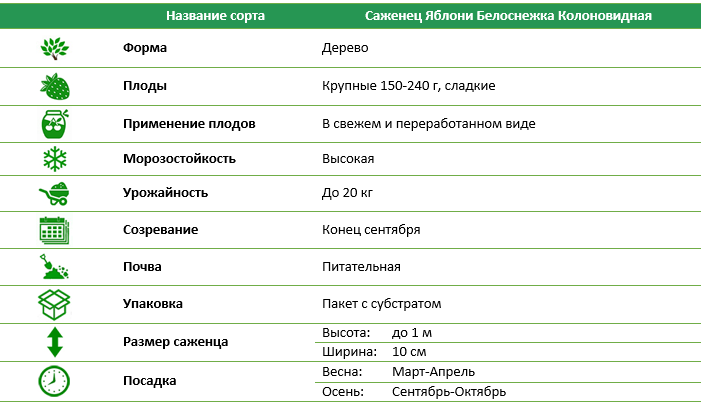 Яблоня Белоснежка колоновидная