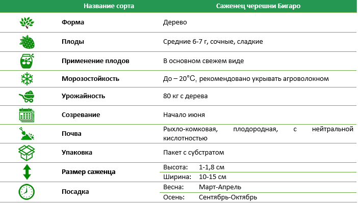 Черешня Бігаро Бурлат