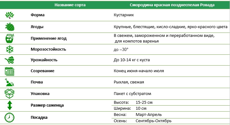 Смородина красная позднеспелая Ровада