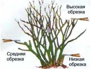 Обрезка роз
