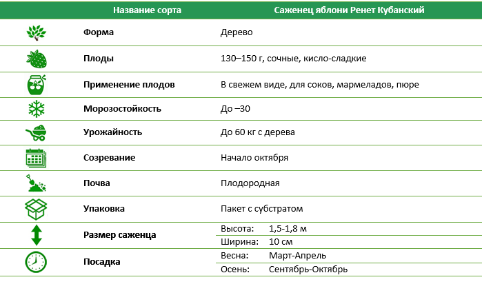 Яблоня Ренет Кубанский