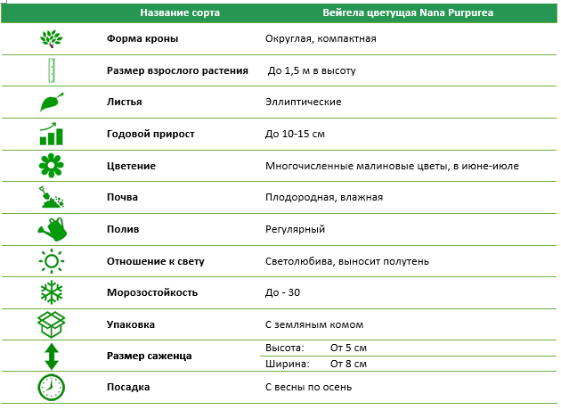 Вейгела квітуча Nana Purpurea