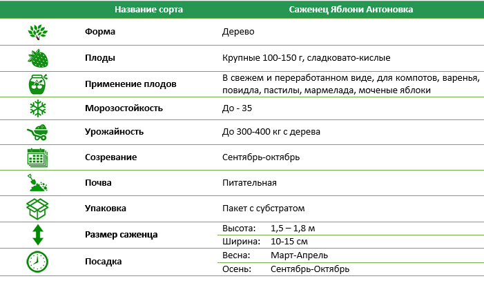 Яблоня Антоновка
