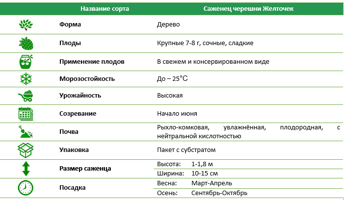 Черешня Желточек