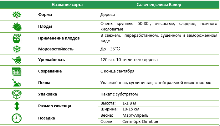 Слива Валор