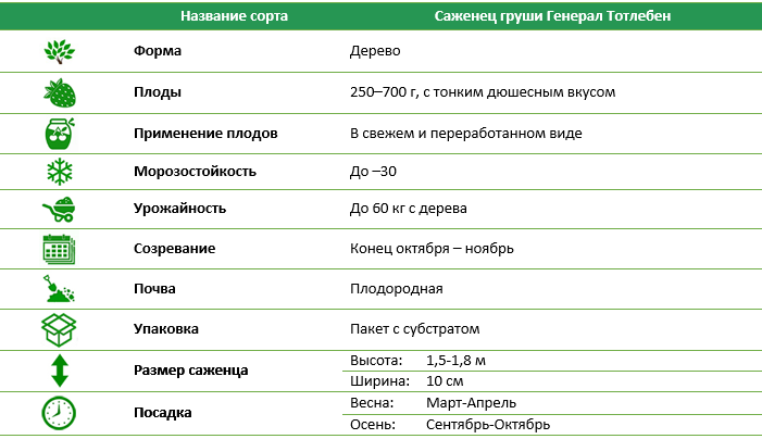 Груша Генерал Тотлебен